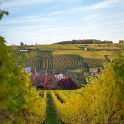 Vignoble - 020